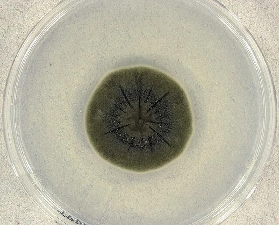 Cladosporium sphaerospermum grown on potato dextrose agar for 14 days at 25°C.