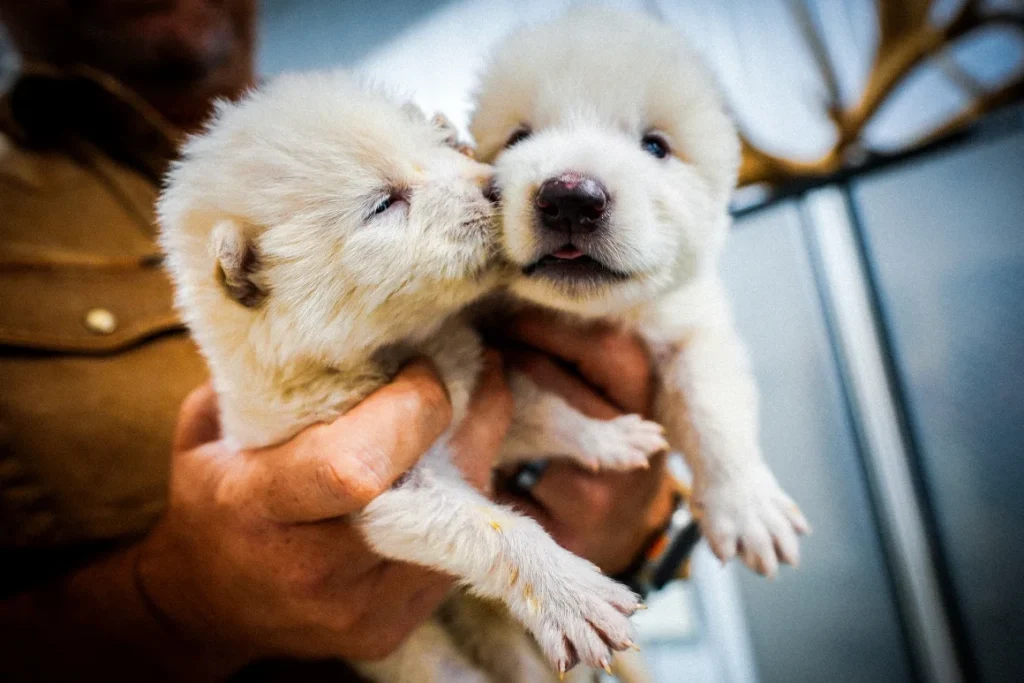 Two of the wolves were born on October 1, 2024.