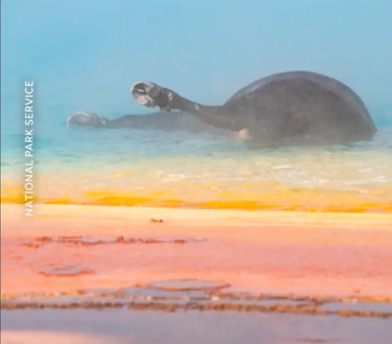 A bison dies in front of horrified tourists when it falls into a hot spring at Yellowstone National Park.