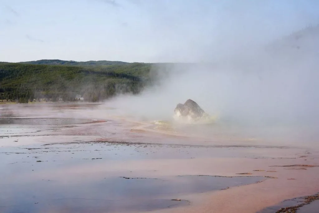 The bison, known in American English as a buffalo, is said to have died quickly